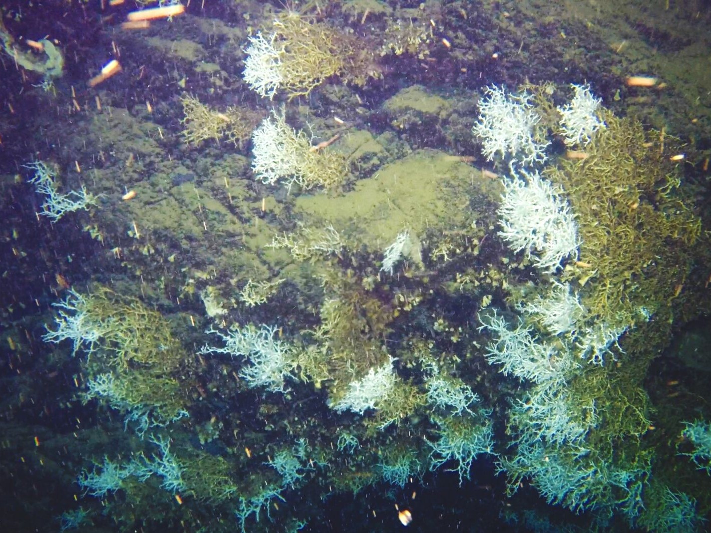 Community engagement